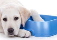 Wet Food vs. Dry Food: What to Feed What Breed