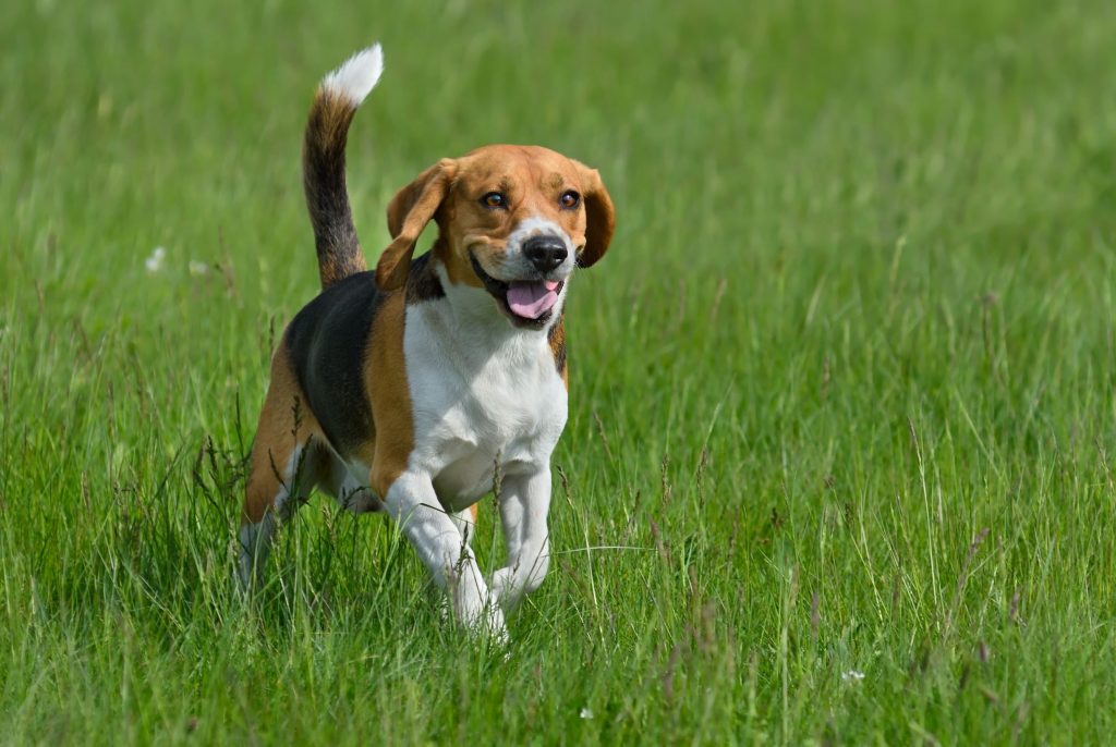 Beagle | 12 Healthiest Dog Breeds