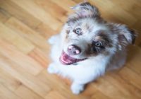 The 12 Healthiest Dog Breeds