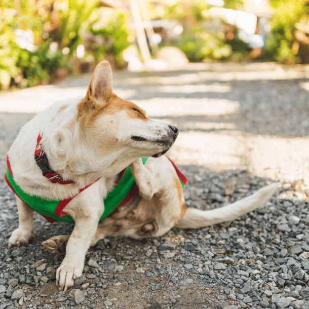 does-your-dog-have-seasonal-allergies-puppy-smarts