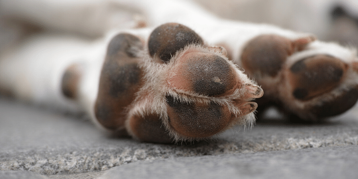 how to treat dog foot pad injury