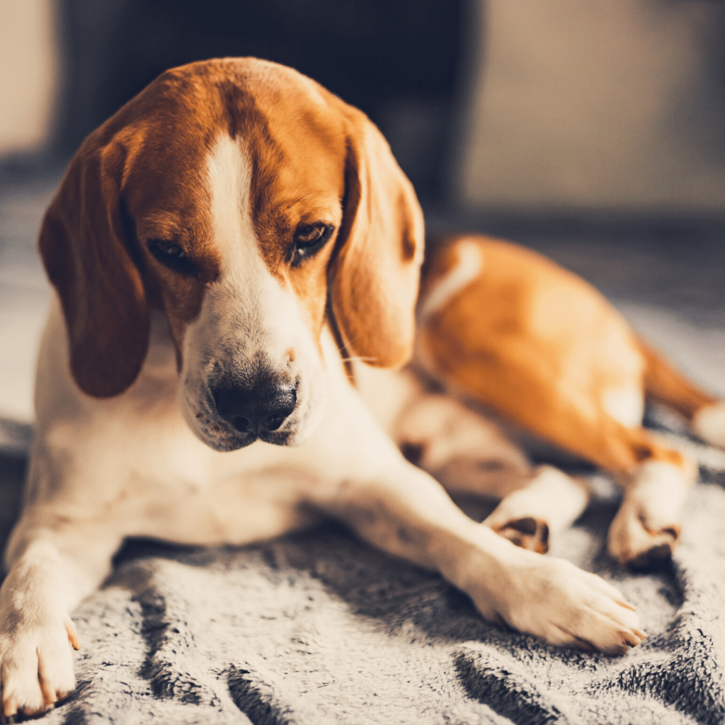 How Do You Cheer Up A Dog Who's Depressed? 