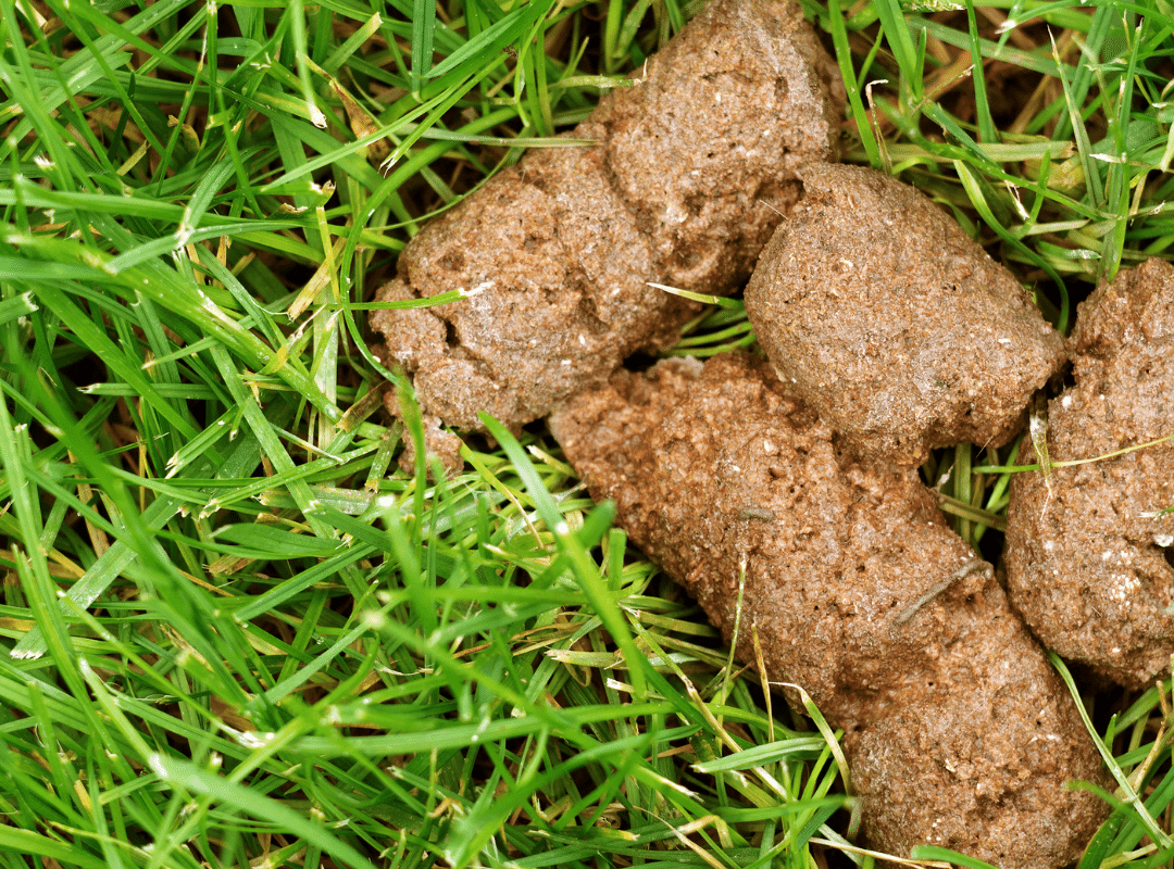 Dog Poop Color Meaning – Here’s What Each Color Means | Puppy Smarts