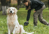 Dog Poop Color Meaning: What’s Normal and What Isn’t?