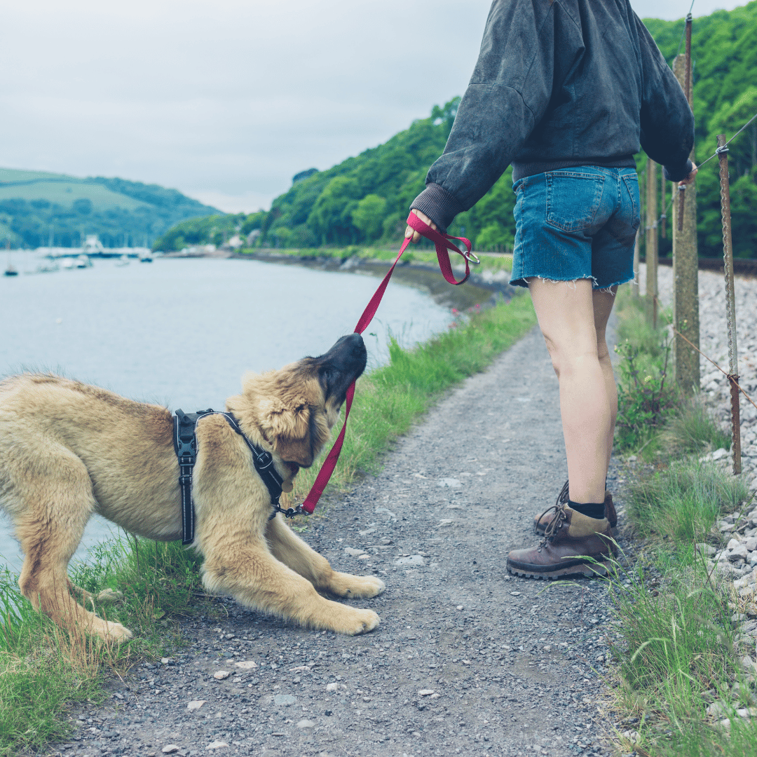 How to Leash Train Your Puppy Step-By-Step | Puppy Smarts