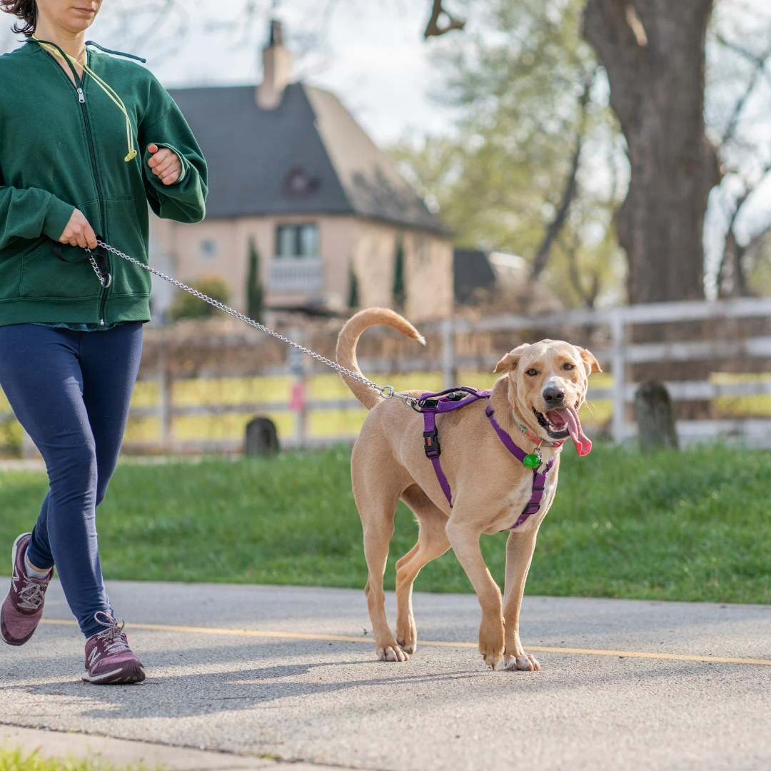 do-dogs-gain-weight-after-neutering-puppy-smarts